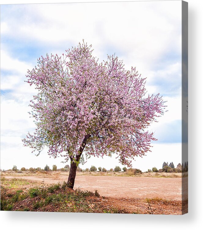 Environmental Conservation Acrylic Print featuring the photograph Blossoming Pink Almond Tree Prunus by Maika 777