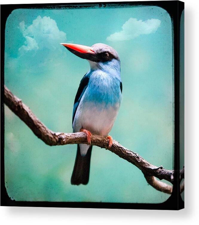 Bird Acrylic Print featuring the photograph Blue Breasted Kingfisher by Gary Heller
