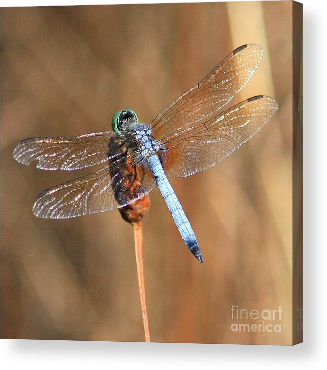 Dragonfly Acrylic Print featuring the photograph Blue Dragonfly Square by Carol Groenen