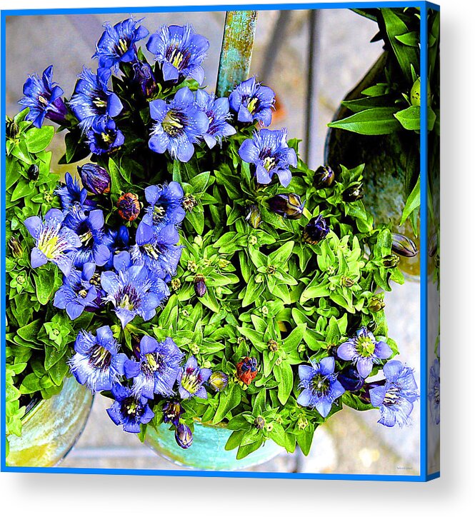 Gentian Acrylic Print featuring the photograph Blue Gentian by Barbara Zahno