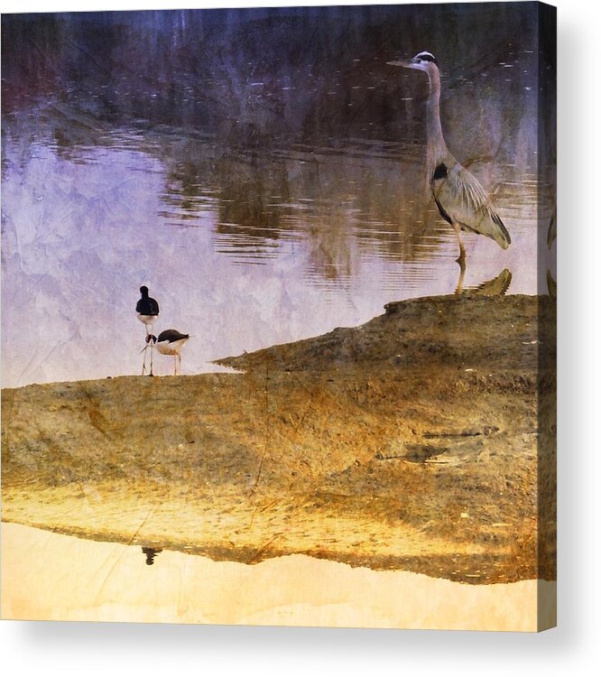 Great Blue Heron Acrylic Print featuring the photograph Blue Heron by Anne Thurston