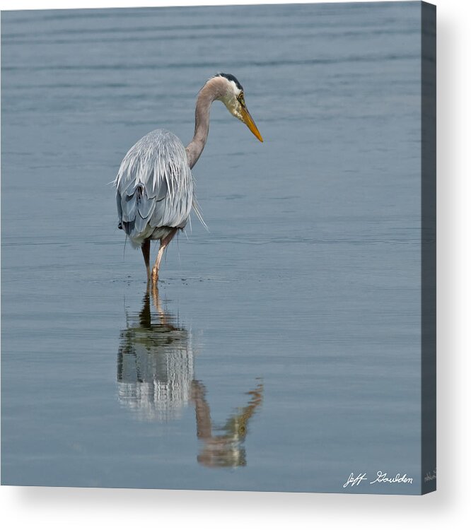 Animal Acrylic Print featuring the photograph Blue Heron Hunting in Puget Sound by Jeff Goulden
