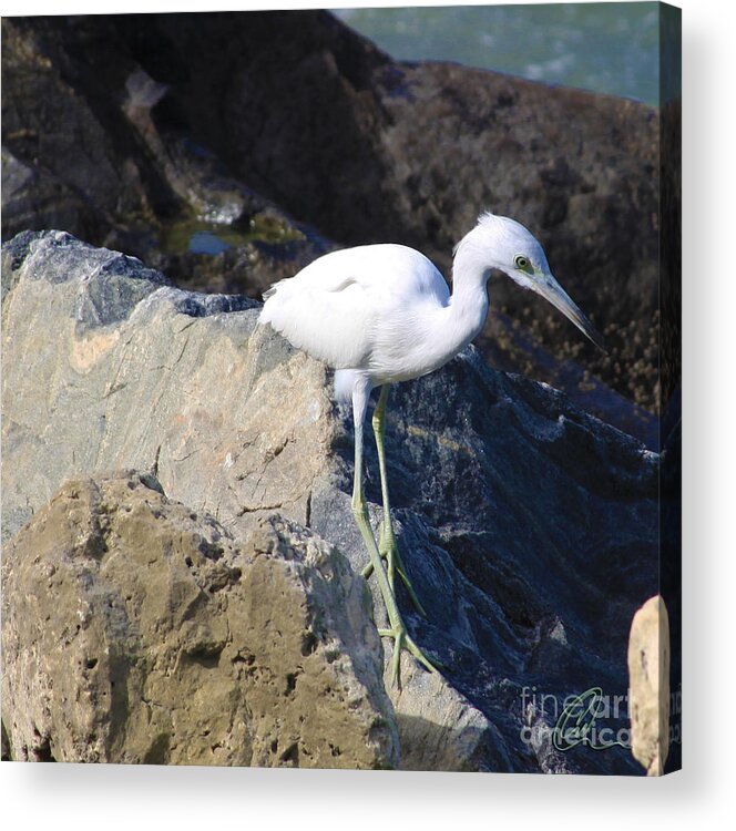 Bird Acrylic Print featuring the photograph Blue Heron squared by Chris Thomas