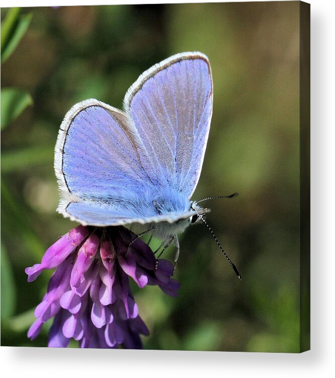 European Common Blue Acrylic Print featuring the photograph Blue on Purple by Doris Potter