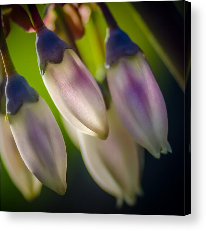 Blueberry Acrylic Print featuring the photograph Blueberry Blossom by James Barber