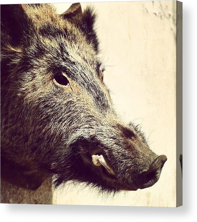 Love Acrylic Print featuring the photograph Boar! by Emanuela Carratoni