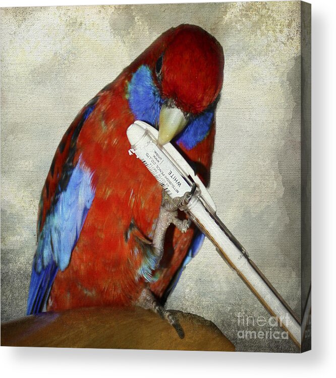 Bird Acrylic Print featuring the photograph Bobby Parrot Signing Autographs by Terri Waters