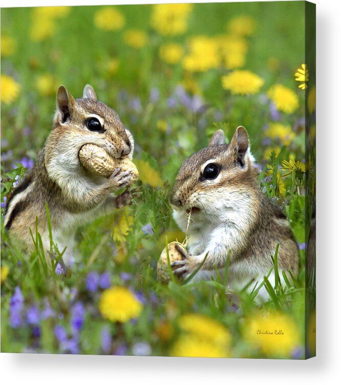 Chipmunks Acrylic Print featuring the photograph Chipmunk Friends by Christina Rollo