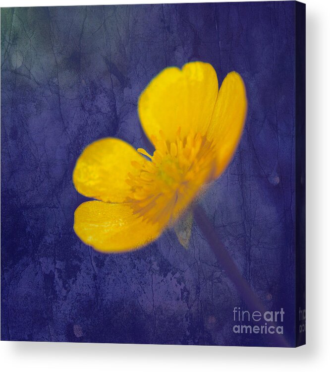 Flower Acrylic Print featuring the photograph Bouton d Or - tb01c by Variance Collections