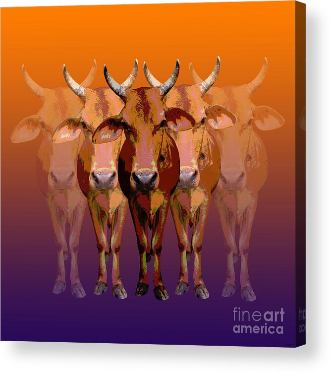 Cattle Acrylic Print featuring the digital art Brahman cow by Jean luc Comperat