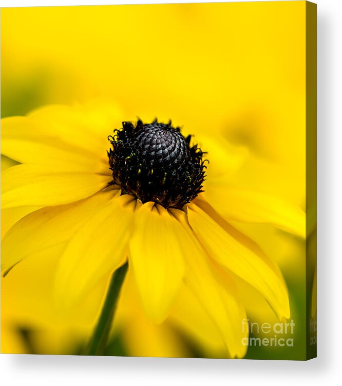 Bright Yellow Day Acrylic Print featuring the photograph Bright Yellow Day by Michael Arend