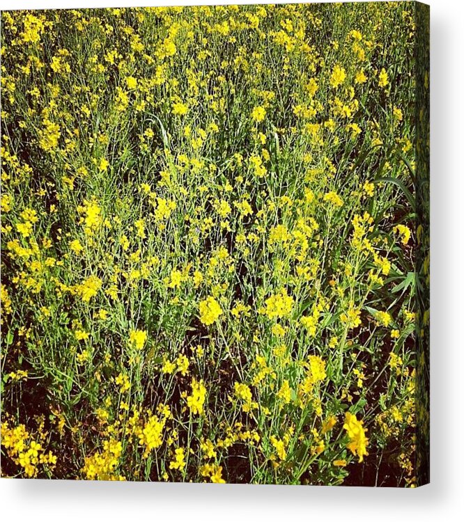 Spring Acrylic Print featuring the photograph #broccoli #spring #igersitalia by Aroti Meloni