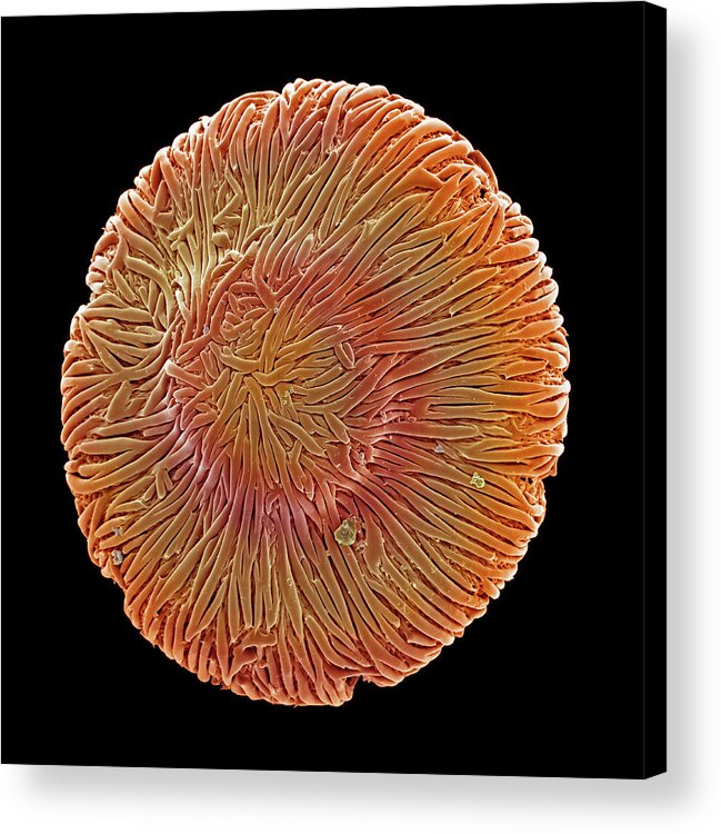 Browallia Speciosa Acrylic Print featuring the photograph Browallia Pollen Grain by Natural History Museum, London/science Photo Library