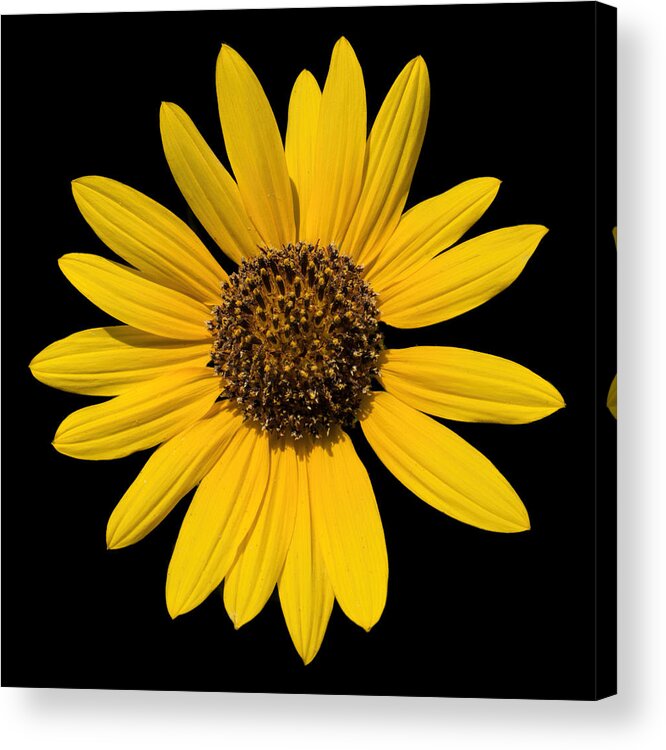 Fred Larson Acrylic Print featuring the photograph Brown Eyed Susan by Fred Larson