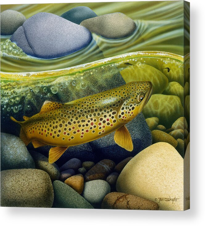 Jon Q Wright Acrylic Print featuring the painting Brown Trout by JQ Licensing