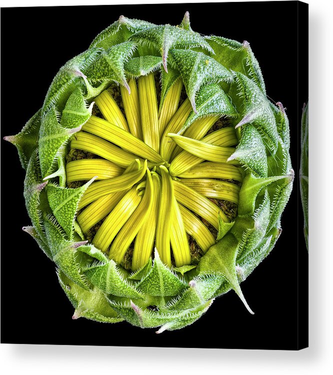 Fort Worth Acrylic Print featuring the photograph Budding Sunflower by Dean Fikar