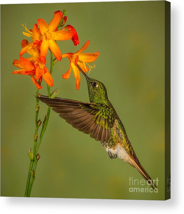 Ecuador Acrylic Print featuring the photograph Buff-tailed Coronet Hummingbird No 1 by Jerry Fornarotto