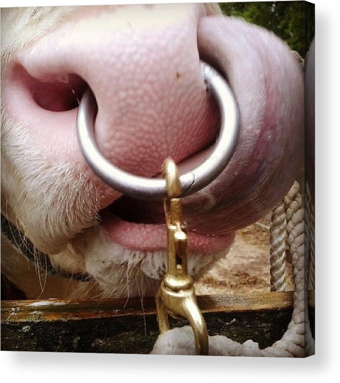 Hauptner Acrylic Print featuring the photograph Bull Washin The Day! #bull #washing by Jen Mac
