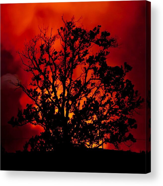 Burning Bush Acrylic Print featuring the photograph Burning Bush by Craig Watanabe