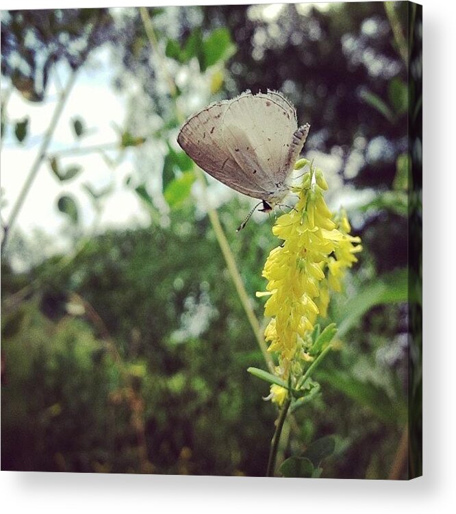 Tiny Acrylic Print featuring the photograph Busy by Katie Cupcakes