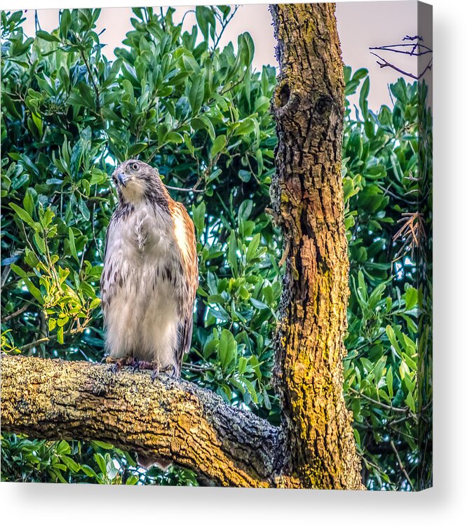 Alert Acrylic Print featuring the photograph Buteo jamaicensis on Quercus virginiana by Rob Sellers
