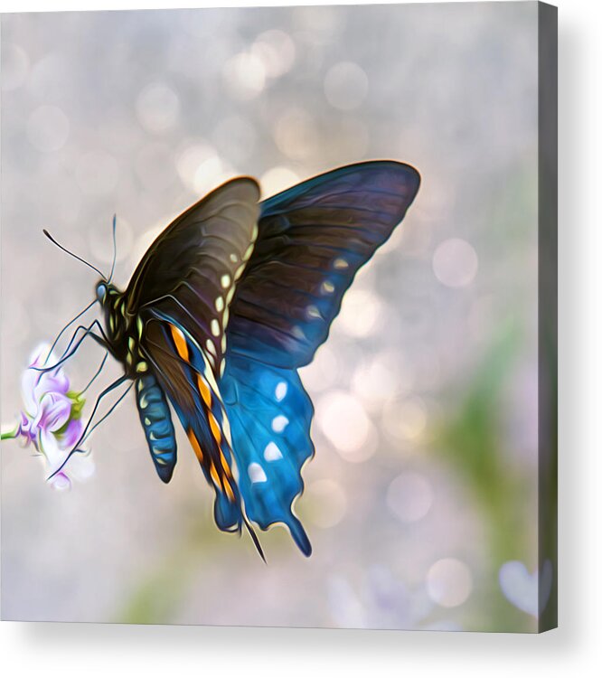 Butterfly Acrylic Print featuring the photograph Butterfly Bokeh by Bill and Linda Tiepelman