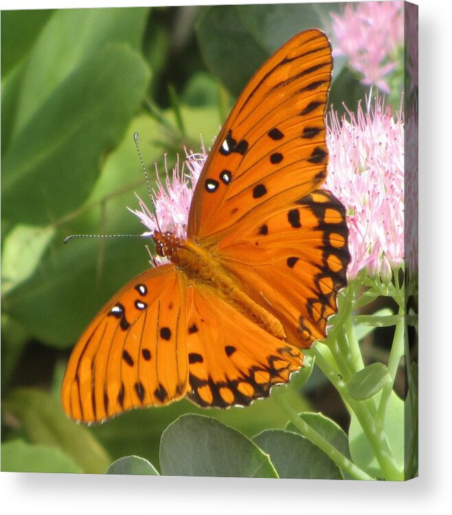Butterfly Acrylic Print featuring the photograph Butterfly Butterfly 2 by Cathy Lindsey
