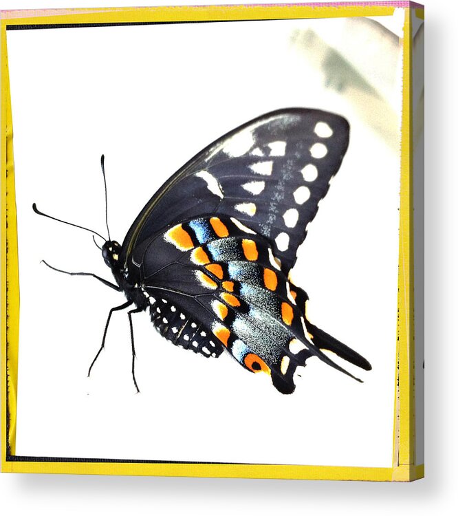 Butterfly Acrylic Print featuring the photograph Butterfly Mellow Yellow by Dorian Hill