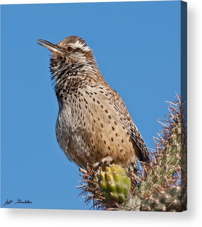Animal Acrylic Print featuring the photograph Cactus Wren Singing by Jeff Goulden