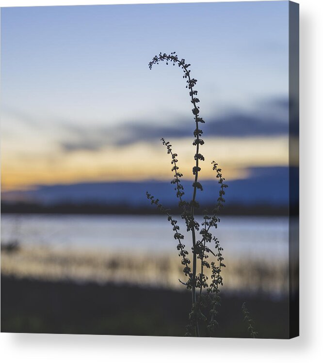 Spring Acrylic Print featuring the photograph California Spring by Lee Harland