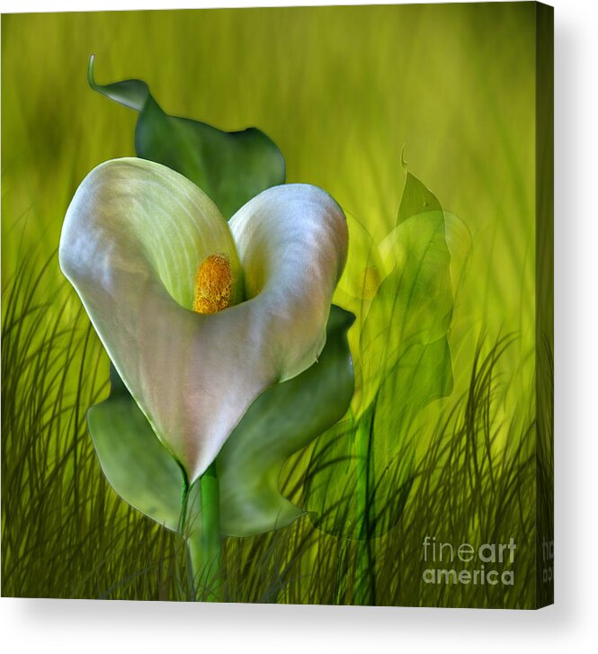 Flower Acrylic Print featuring the digital art Calla Lily Glow by Shirley Mangini