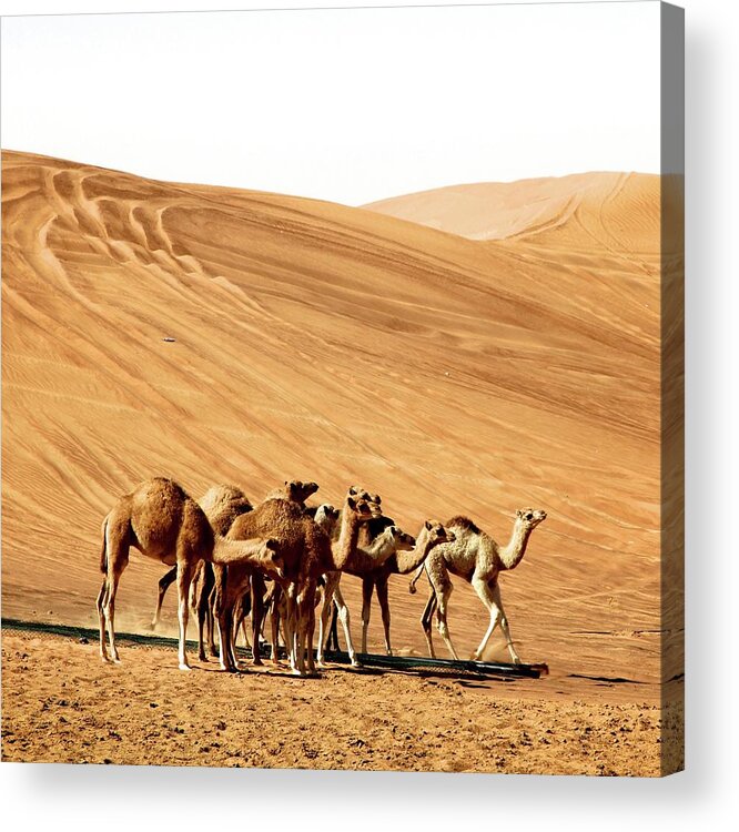Sand Dune Acrylic Print featuring the photograph Camel Meeting In Desert by Stefano Gambassi