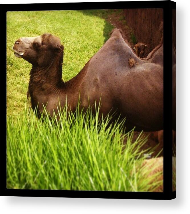 Summer Acrylic Print featuring the photograph #camel #summer #zoo #stl #stlouis by Brittany Brakefield