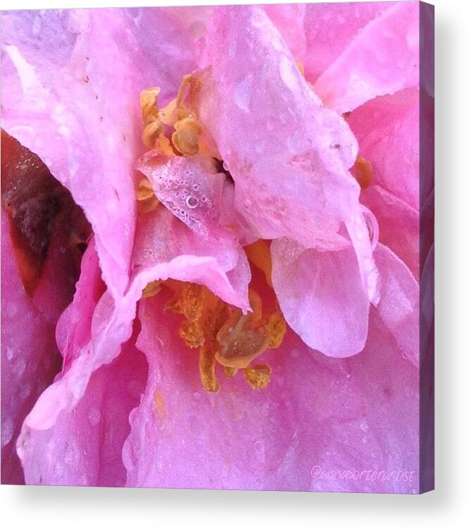 Camellia Parts Acrylic Print featuring the photograph Camellia Parts by Anna Porter
