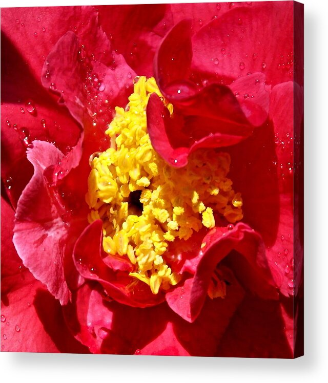 Camellia Acrylic Print featuring the photograph Camellia World by Michele Myers