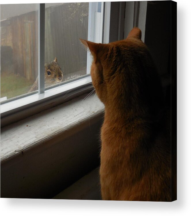 Squirrel Acrylic Print featuring the photograph Can You Come Out And Play? by Diannah Lynch