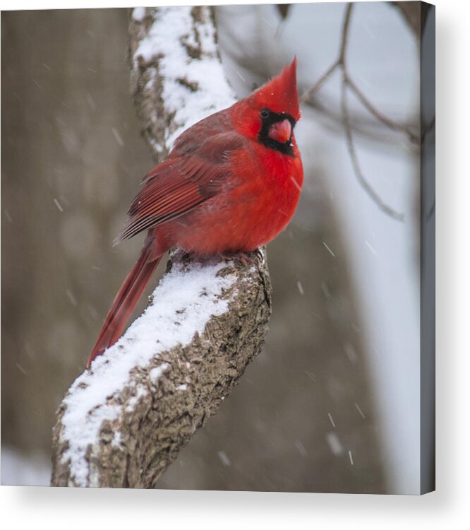 Cardinal Acrylic Print featuring the photograph Cardinal In The Snow by Cathy Kovarik