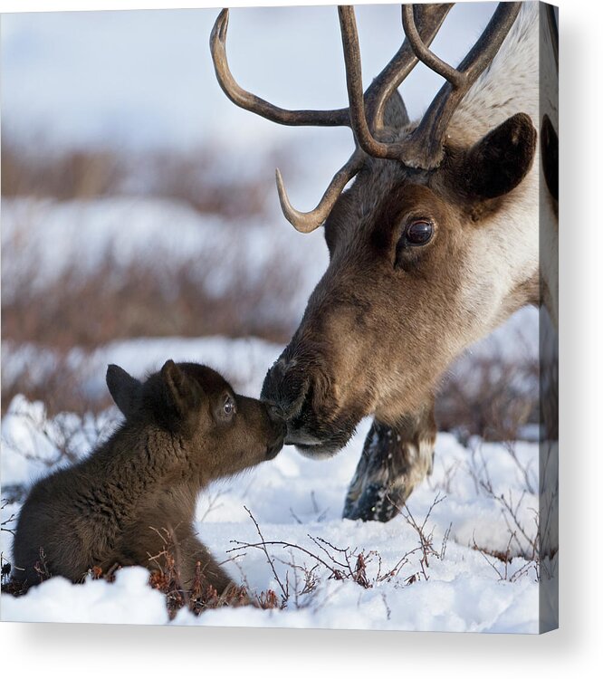 00782253 Acrylic Print featuring the photograph Caribou Mother Nuzzling Calf by Sergey Gorshkov