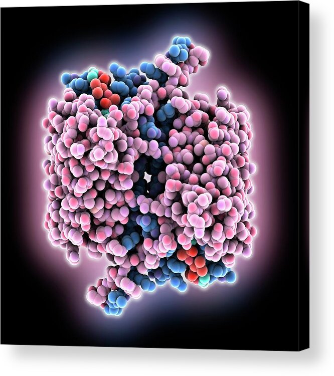 Caspase 1 Acrylic Print featuring the photograph Caspase 1 With Inhibitor by Laguna Design