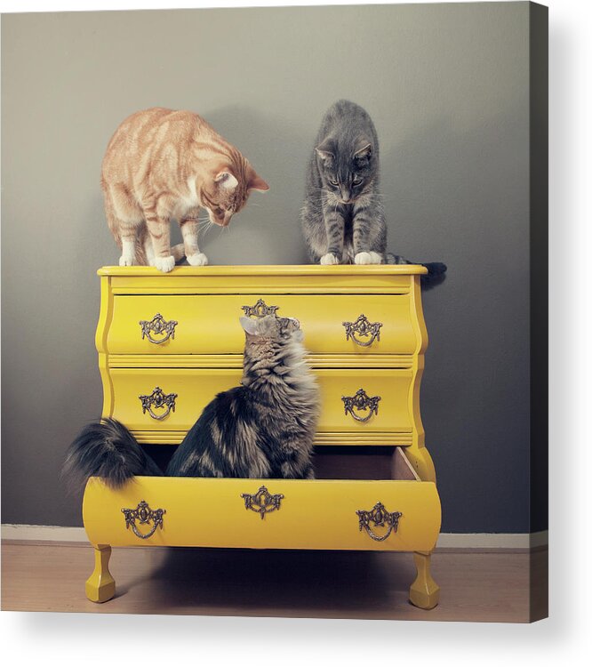 Pets Acrylic Print featuring the photograph Cats Sitting On Cabinet by Paula Daniëlse