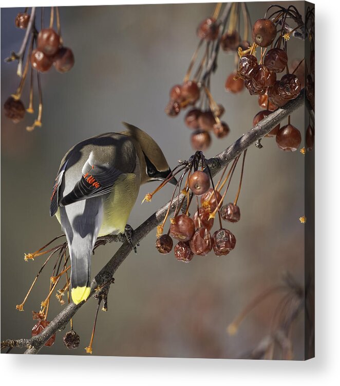 Cedar Waxwing Acrylic Print featuring the photograph Cedar Waxwing Eating Berries 7 by Thomas Young