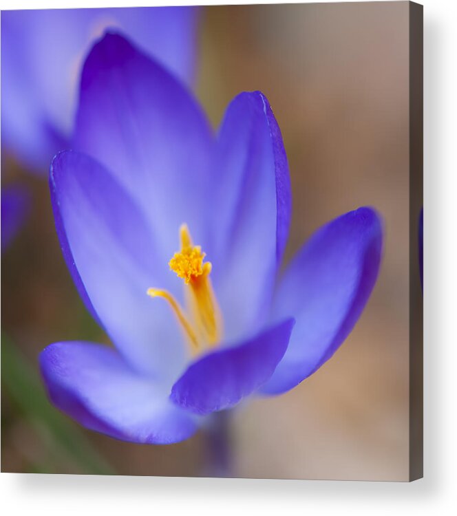 Crocus Acrylic Print featuring the photograph Center Of Attention by Jean-Pierre Ducondi