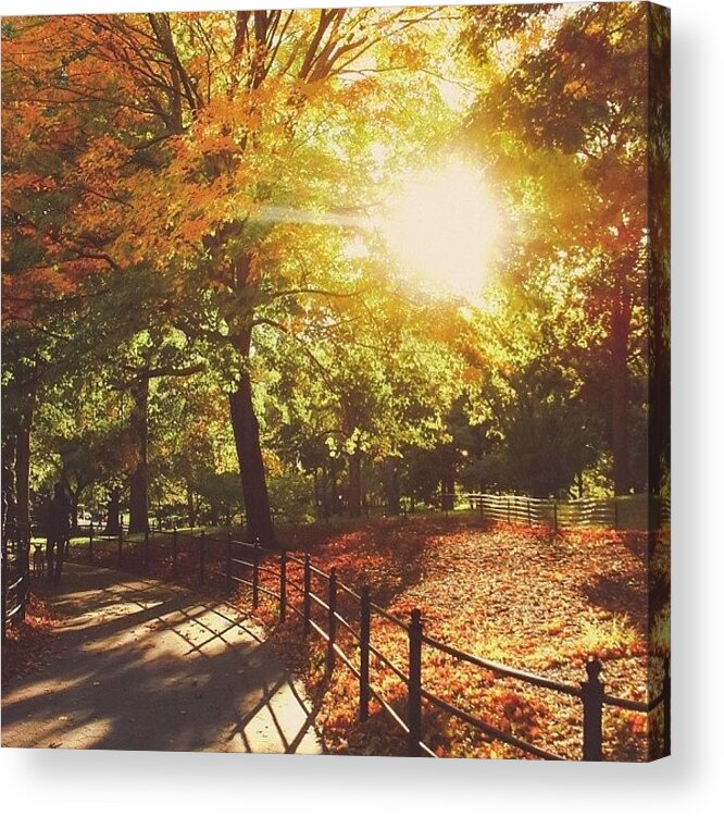  Acrylic Print featuring the photograph Central Park Autumn Sunset. -- I Just by Vivienne Gucwa