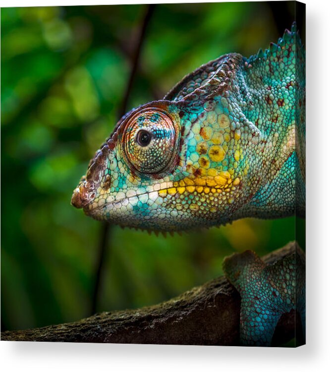 Tropical Rainforest Acrylic Print featuring the photograph Chameleon on tree by Zocha_K