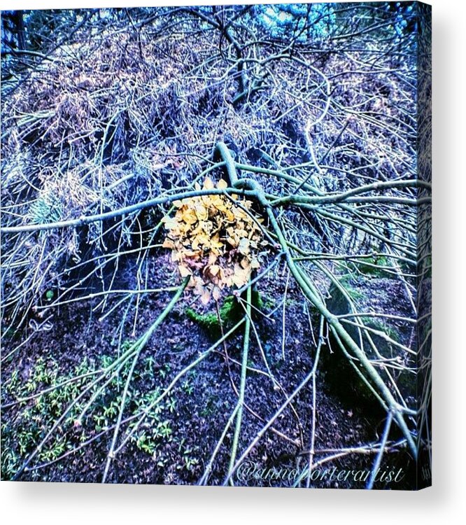Chaotic Acrylic Print featuring the photograph Chaotically Enmeshed by Anna Porter