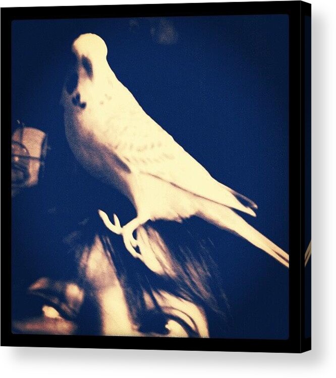 Budgie Acrylic Print featuring the photograph Charlie Gets A Better View From My Head by Abbie Shores