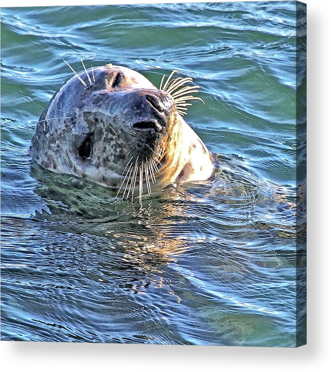 Cape Cod Acrylic Print featuring the photograph Chatham Seal by Constantine Gregory