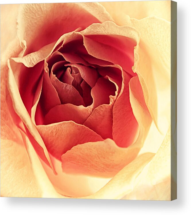 Floral Acrylic Print featuring the photograph Cherry Cheesecake by Darlene Kwiatkowski