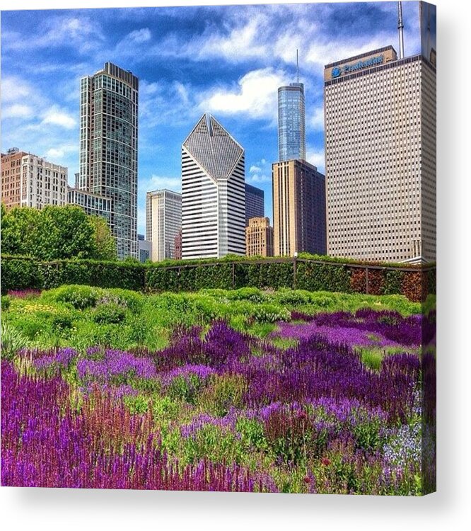 Beautiful Acrylic Print featuring the photograph Chicago Skyline At Lurie Garden by Paul Velgos