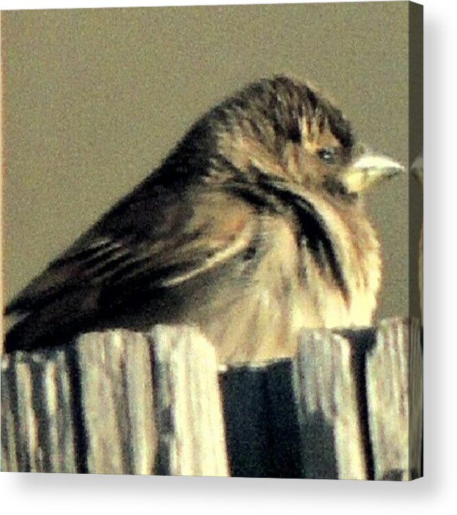 Truckstop Acrylic Print featuring the photograph Chili Sparrow by Kelli Stowe